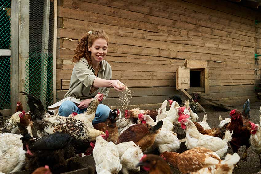 Karmienie zwierząt prażonymi ziarnami
