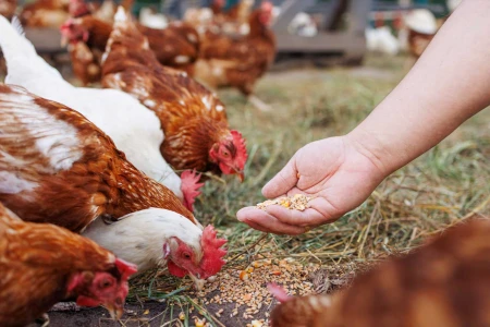 Czy prażalnik może być wsparciem w produkcji pasz dla zwierząt?