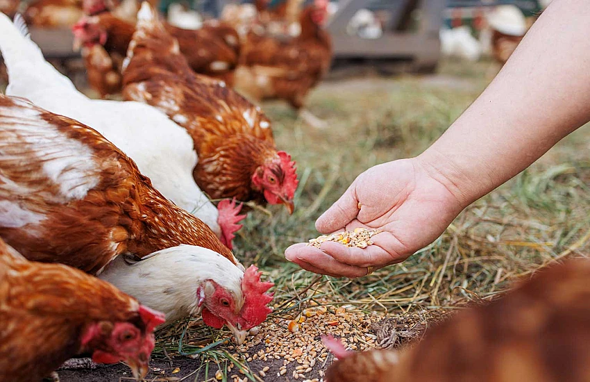 Czy prażalnik może być wsparciem w produkcji pasz dla zwierząt?